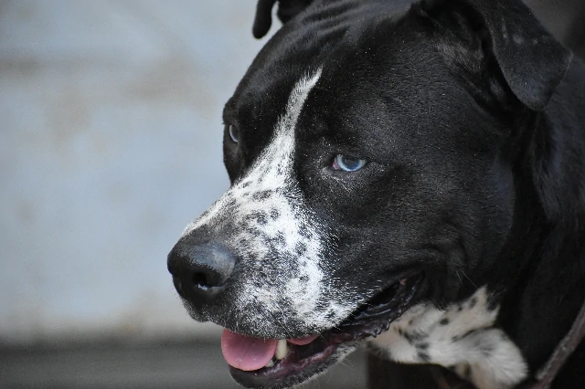 Duke James, 12.5% Husky/87.5% American Pit Bull